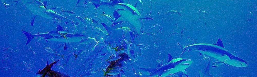 Government Feeding Frenzy