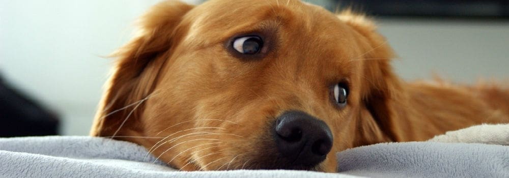 Lynn Stucky: Pet Killing Profiteer