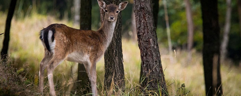 TPWD is Needlessly Killing Deer, Small Businesses