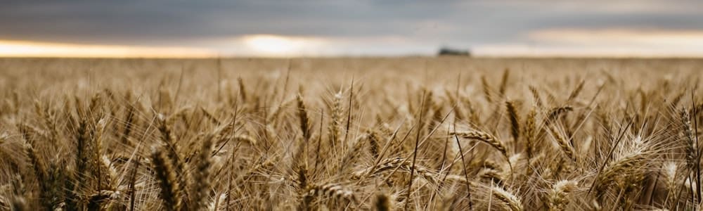 Texas Lawmakers Co-sponsor the FARM Act