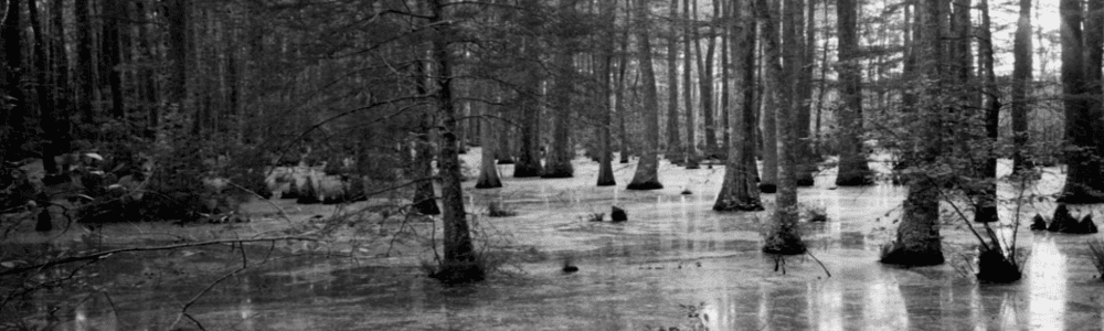 The Swamp in Our Own Backyards