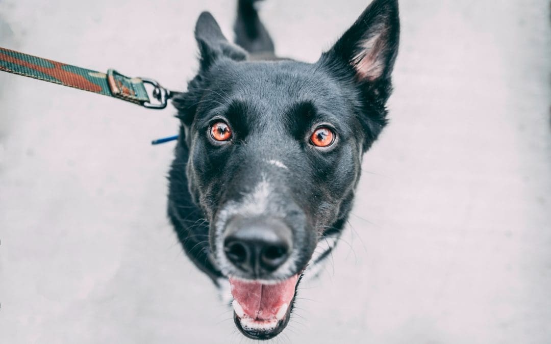 Narcotics Dog’s Nose in Car Window Triggers Bill of Rights Discussion