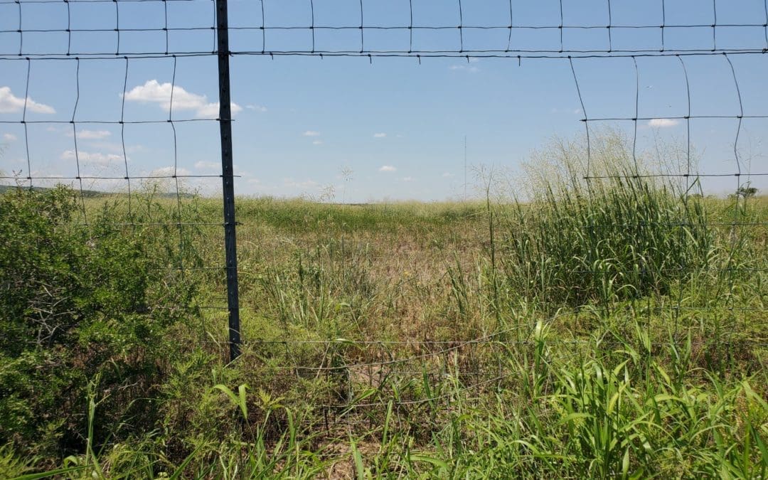 What Texas Can Do About the Border Crisis