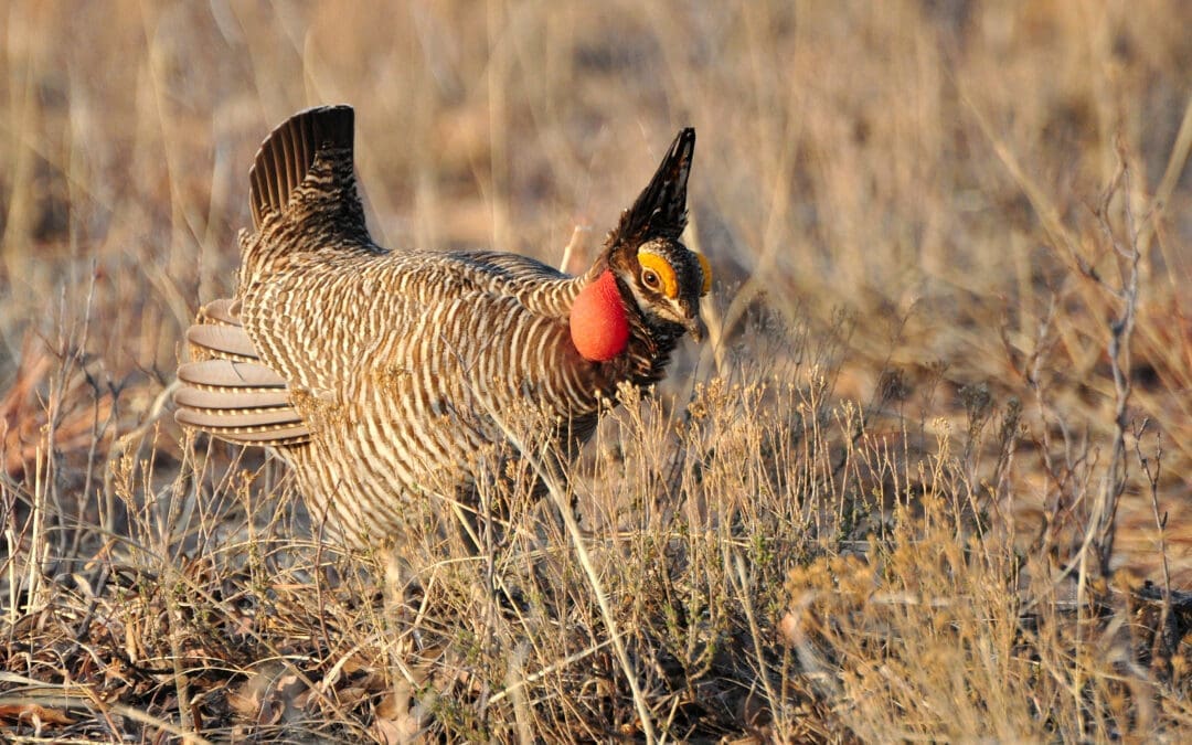 Federal Court Ends Biden-Era Endangered Species Ruling on Lesser Prairie-Chicken