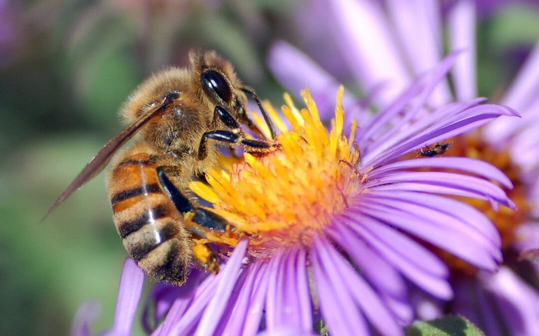 Texas Reports Record Honeybee Losses That Reflect National Decline