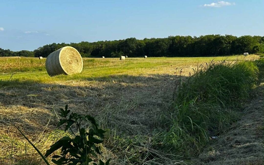 Islamic-focused EPIC City Rebrands as The Meadow